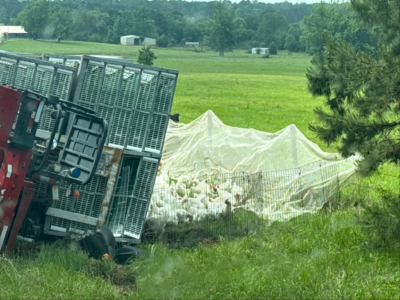 18-wheeler hauling 4,500 chickens rolled over