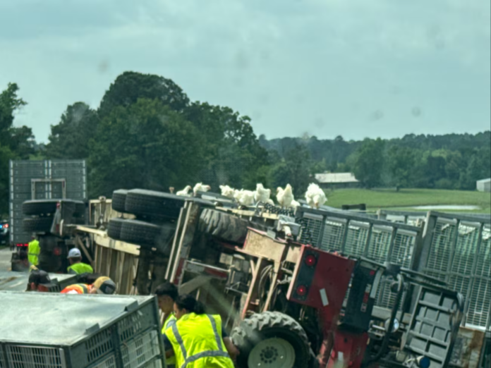 18-wheeler hauling 4,500 chickens rolled over